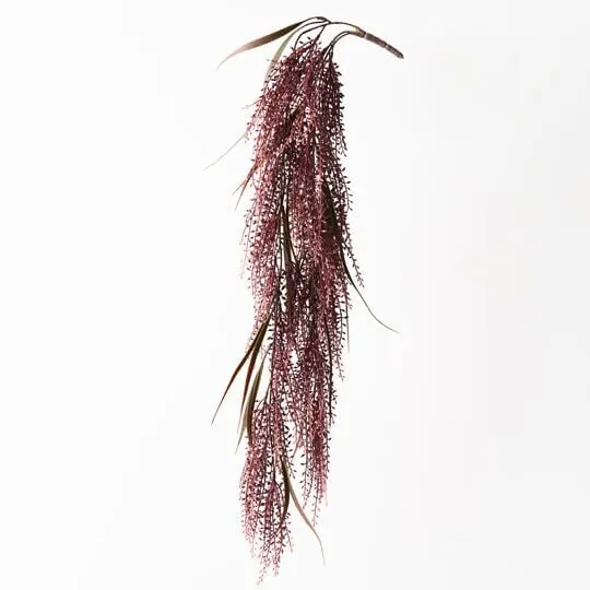 Seed Hanging Bush Burgundy 82CML